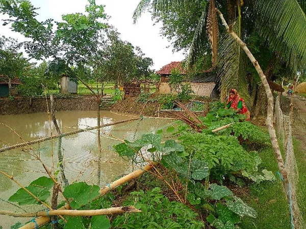 Integrated Pond Farming